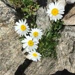 Leucanthemopsis alpina Flower