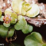 Chrysosplenium americanum Blüte