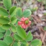 Indigofera hirsuta Kwiat