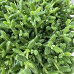 Sedum hirsutum Folha