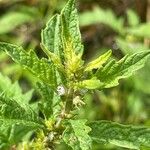 Lycopus europaeus Flower