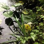 Nuphar lutea Levél