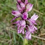 Orchis × hybridaFlower