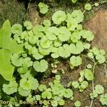 Sibthorpia europaea Habit