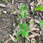 Vicia ludoviciana 葉