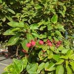 Jatropha integerrima Flower