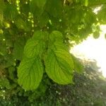 Cornus rugosa Feuille