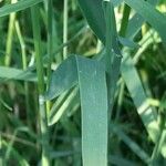 Phalaris canariensis 葉