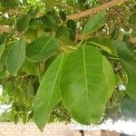 Ficus thonningii Blad