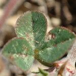 Trifolium scabrum Blad