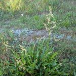 Rumex thyrsiflorus Natur