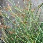 Cyperus longus Hoja
