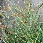 Cyperus longus Deilen