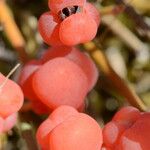 Ephedra distachya Fruitua