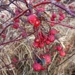 Rosa palustris Fruit