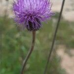 Cirsium texanum Květ