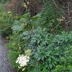 Myrrhidendron donnellsmithii Habit