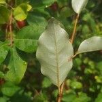 Elaeagnus multiflora 叶