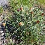 Cirsium echinatum 整株植物