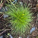 Isolepis cernua برگ