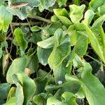 Arisarum simorrhinum Blad