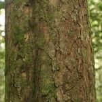 Chrysophyllum durifructum Bark
