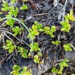 Salix serpillifolia Blad