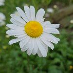 Leucanthemum ircutianum ᱵᱟᱦᱟ