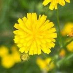 Crepis capillaris ফুল