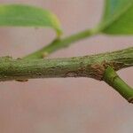 Salix caesia Bark