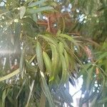 Podocarpus neriifolius Leaf