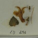 Scutellaria repens Otro