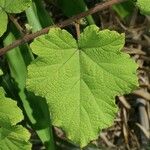 Rubus alceifolius Levél