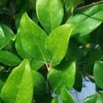 Ligustrum japonicum Leaf