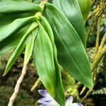 Dendrobium victoriae-reginae 葉