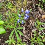 Lupinus angustifoliusBlomst