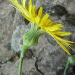 Reichardia picroides Kvet