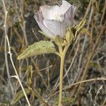 Hibiscus denudatus Хабит