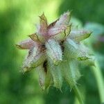 Trifolium resupinatum Плод