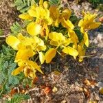 Senna auriculata 花