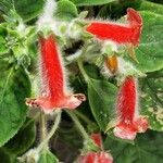 Kohleria amabilis 花