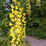 Laburnum anagyroidesFlor