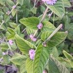 Lippia alba Flower