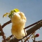 Ceiba pentandra 果實