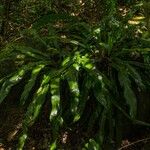 Asplenium holstii Συνήθη χαρακτηριστικά