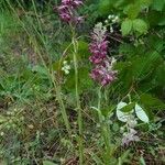 Anacamptis coriophora Habit