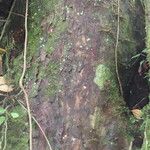Podocarpus oleifolius Bark