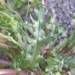 Senecio vulgaris 葉