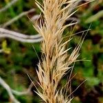 Achnatherum calamagrostis 果實