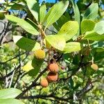 Arbutus andrachne Fruit